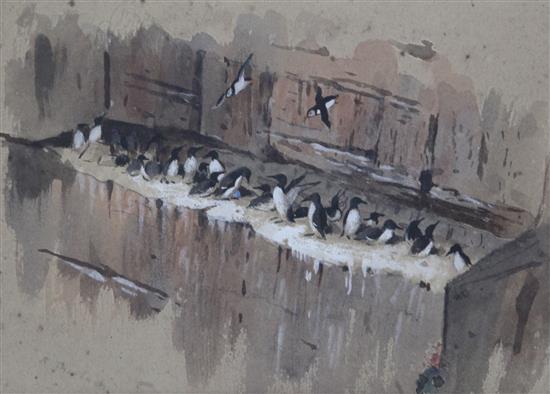 Archibald Thorburn (1860-1935) Puffins and Guillemots 5.25 x 7.5in.